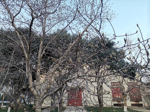 安環樓前的玉蘭花“含苞待放.jpg